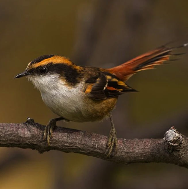 Aves