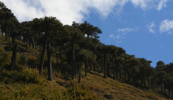 sendero el coloradito.png